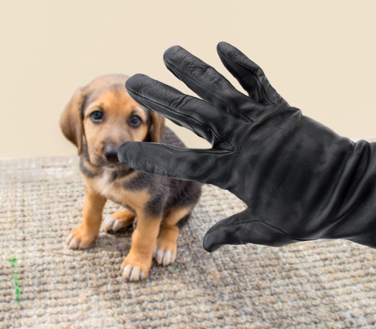 Look! An Adorable Puppy … Nope. Scam.