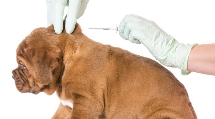 Can Your Adopted Pet Expose You to Fraud? Microchipped dog