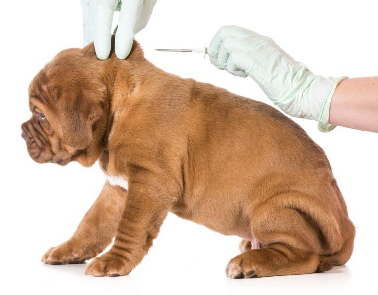 Can Your Adopted Pet Expose You to Fraud?