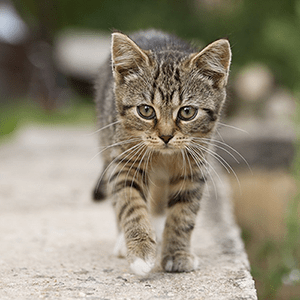 Non Stego Kitty